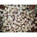 Quality Fresh Garlic Price -new crop high quality for export